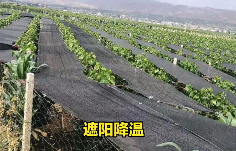 大棚豆角种植技术视频