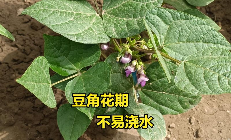 大棚豆角种植技术视频