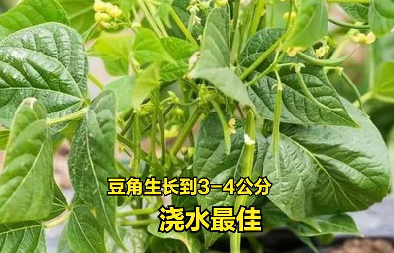 大棚豆角种植技术视频
