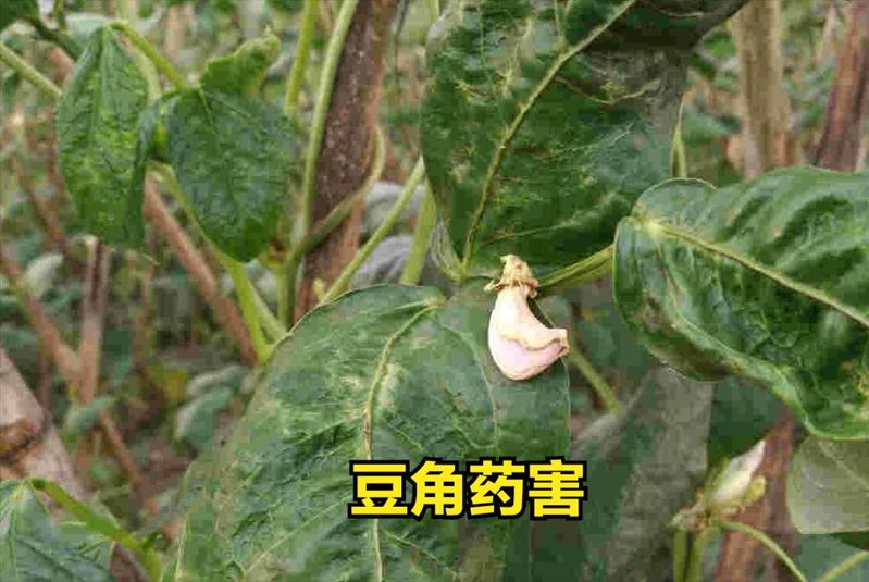 大棚豆角种植技术视频