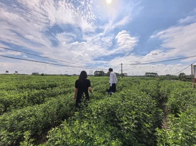 中药材桔梗种植技术