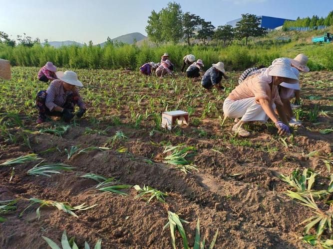 中药材桔梗种植技术