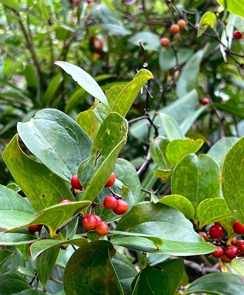 土茯苓种植方法图片