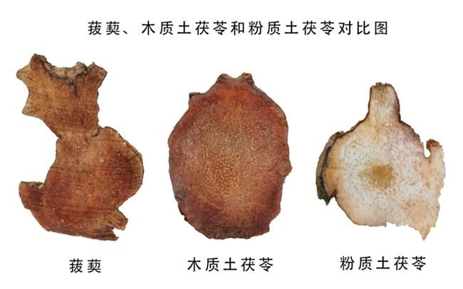 土茯苓种植方法图片