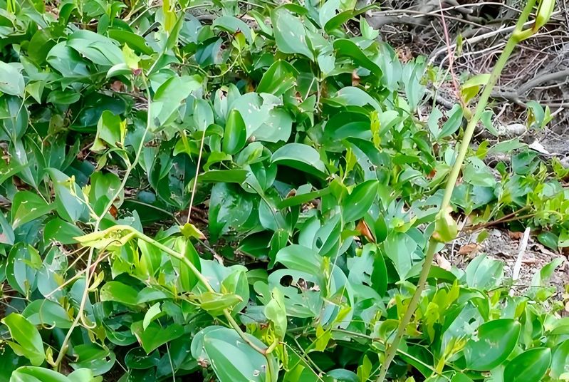 土茯苓种植方法图片
