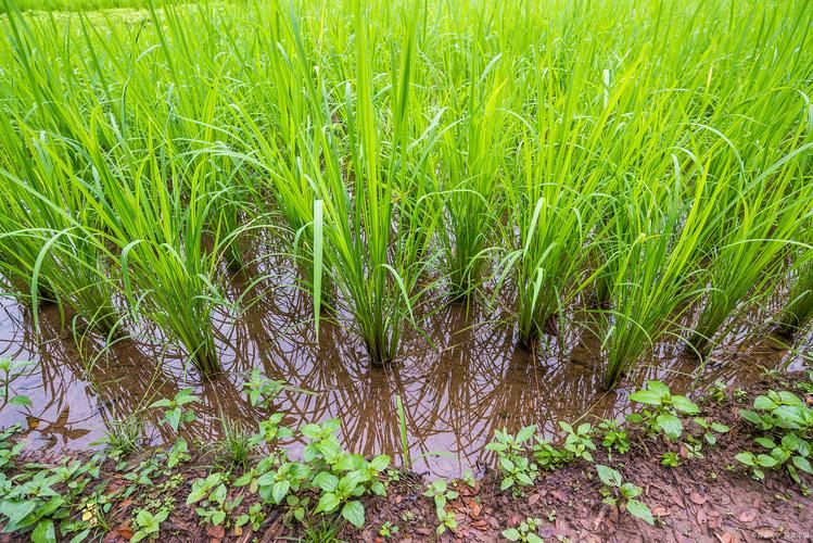 Northeast rice cultivation technology video