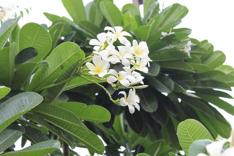 白玉兰种子种植方法