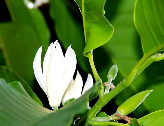 白玉兰种子种植方法