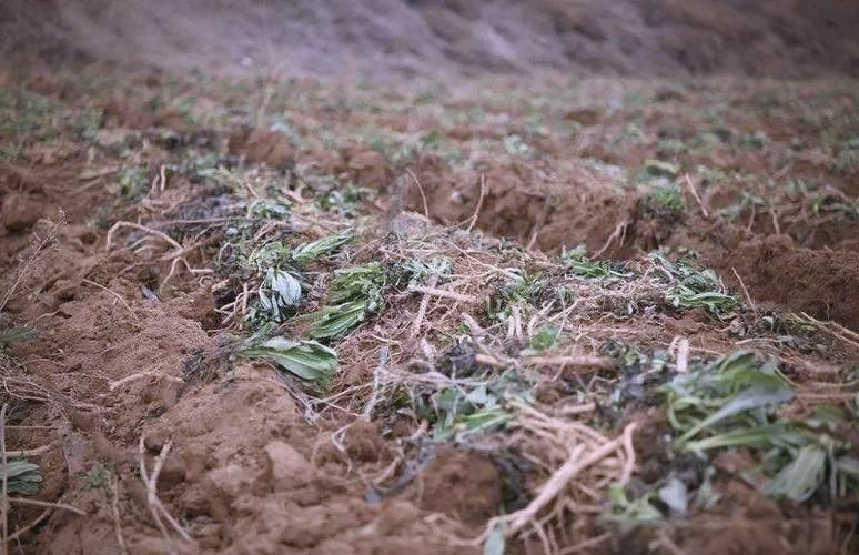 板蓝根种植技术和价格