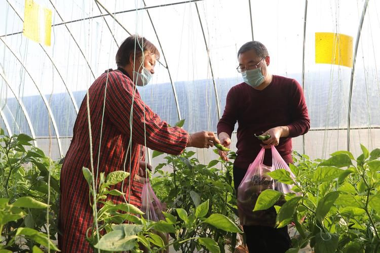 大棚蔬菜种植技术宝典