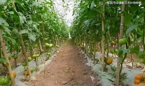 大棚蔬菜种植技术宝典