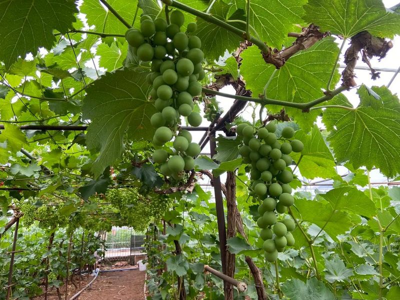 葡萄的种植方法