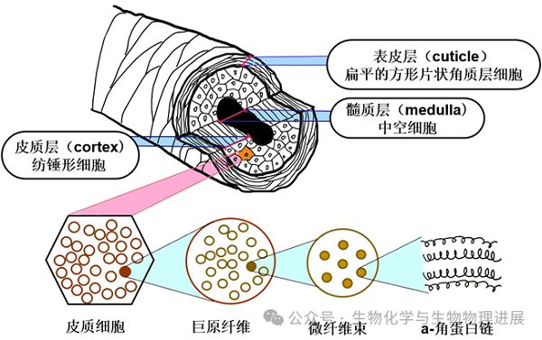 头发移植大约需要多少钱