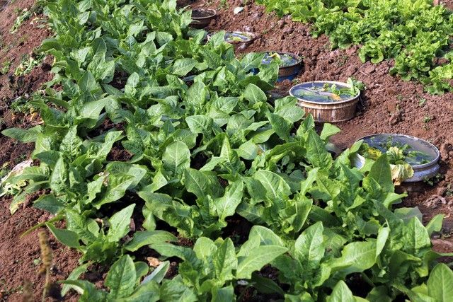 Co-cropping techniques