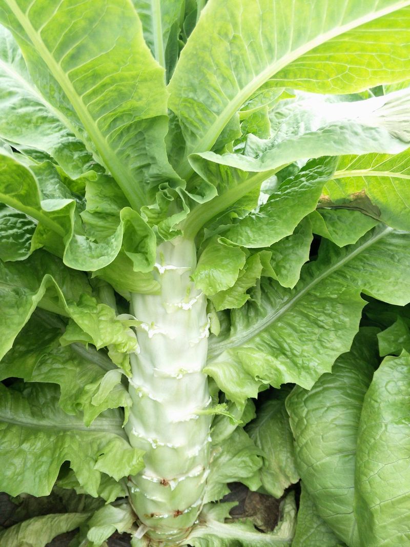 Co-cropping techniques