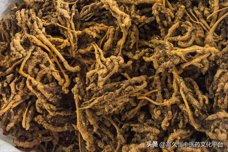 土茯苓种植方法图片