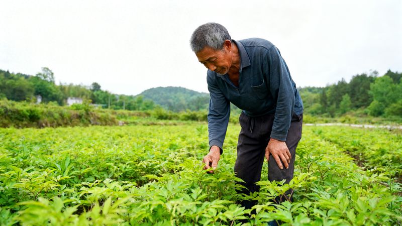 土茯苓种植方法图片