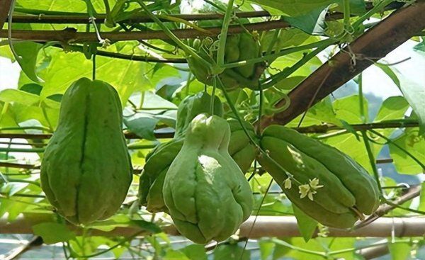 佛手瓜如何种植方法 了解佛手瓜种植步骤