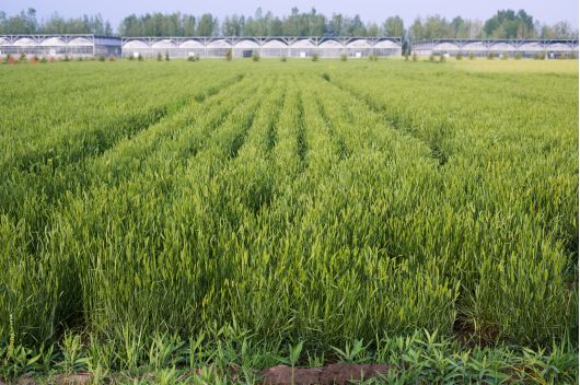 冰草种植方法
