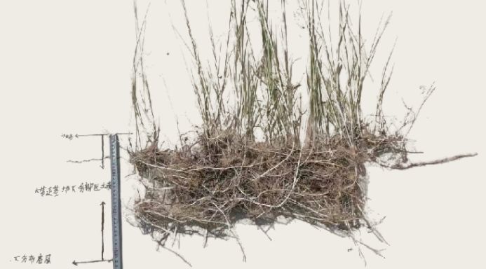 冰草种植方法