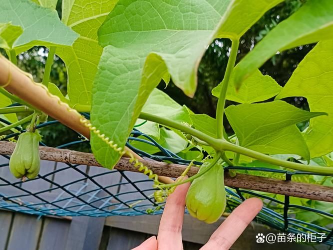 一种大棚佛手瓜苗芽、蒜苗、苦瓜套种方法与流程