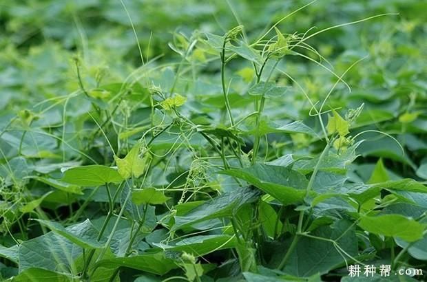 佛手瓜苗种植技术视频