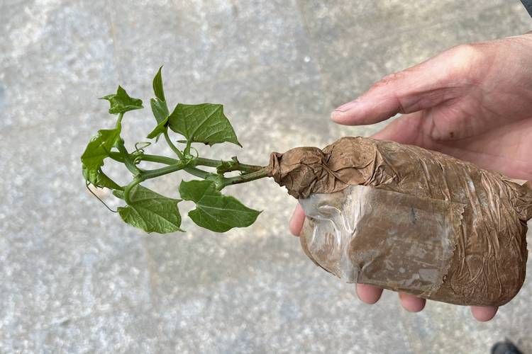 佛手瓜苗种植技术视频