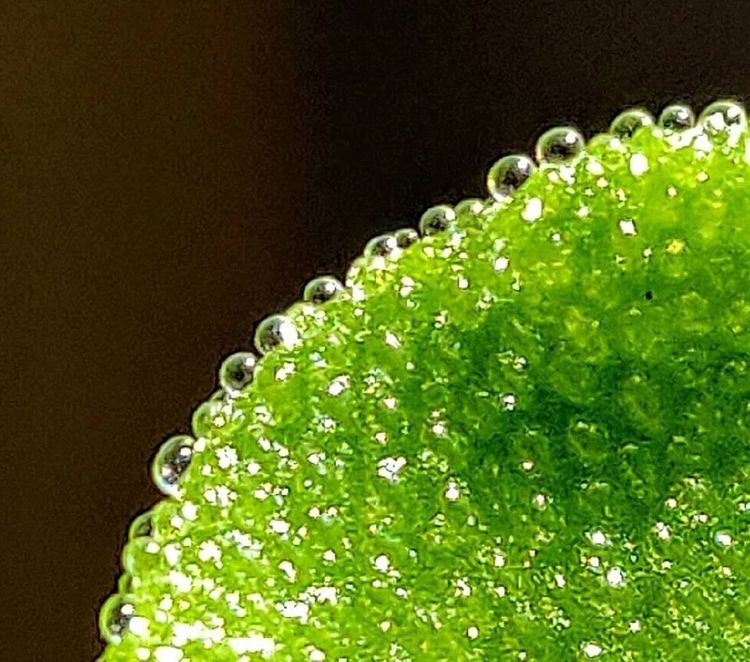 冰草种植方法