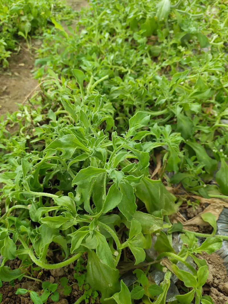 冰草种植方法