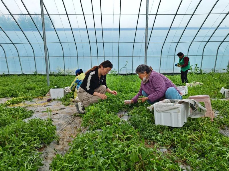 冰草种植方法
