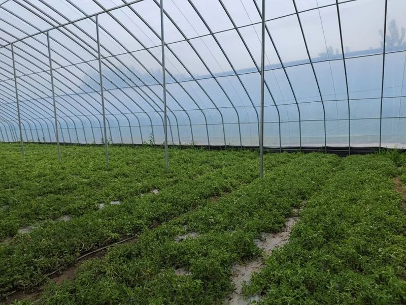 冰草种植方法