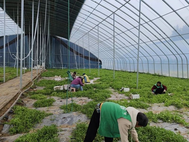 冰草种植方法