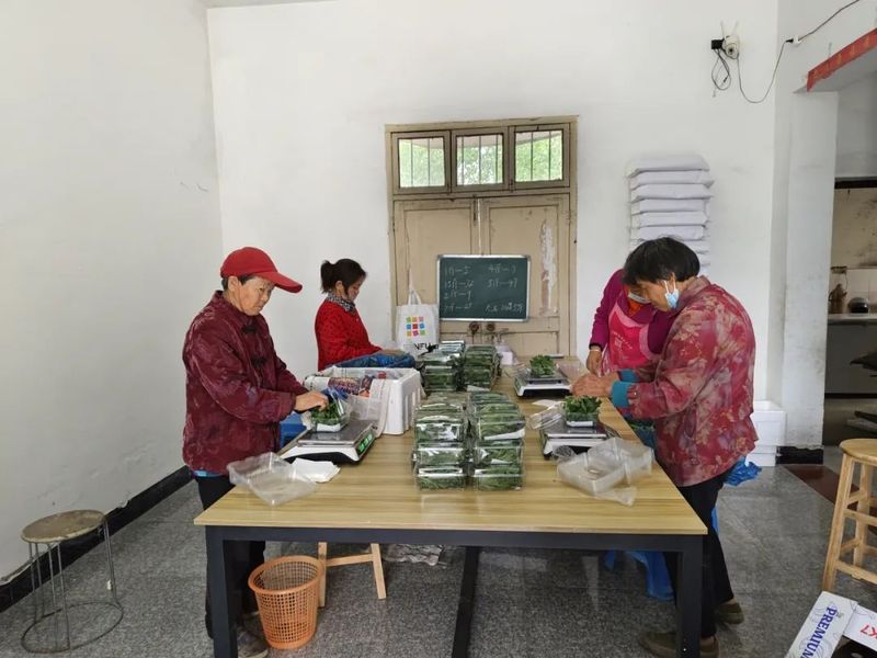 冰草种植方法