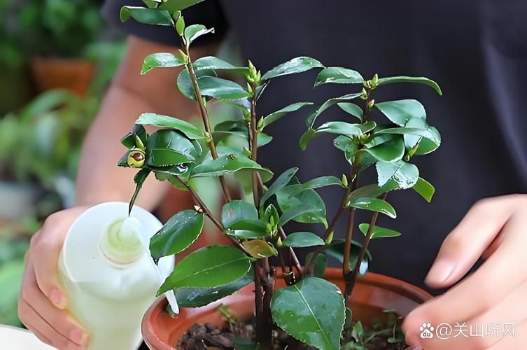 茶花盆栽种植技术视频