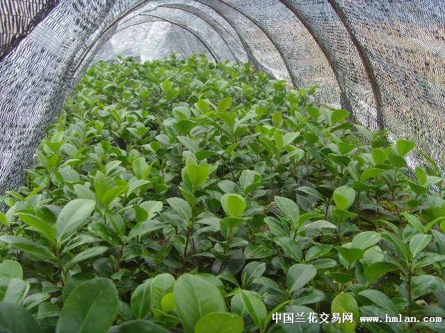 茶花盆栽种植技术视频