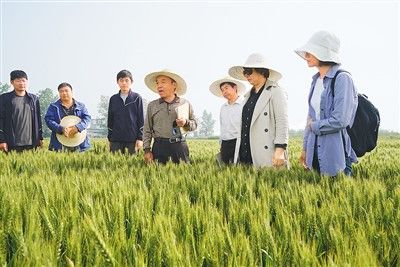 冰草种植方法