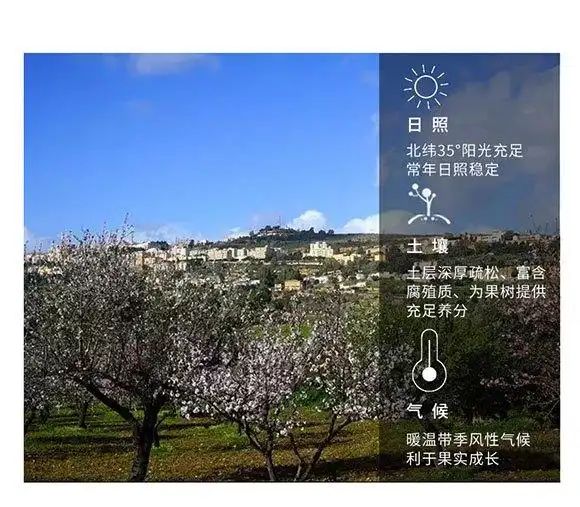 巴旦杏树种植技术
