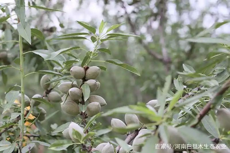 巴旦杏树种植技术