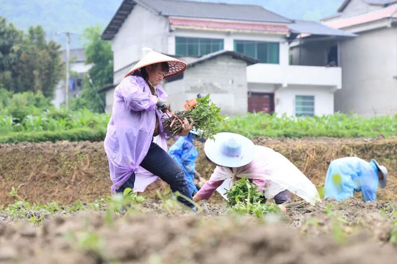 林下板蓝根种植技术