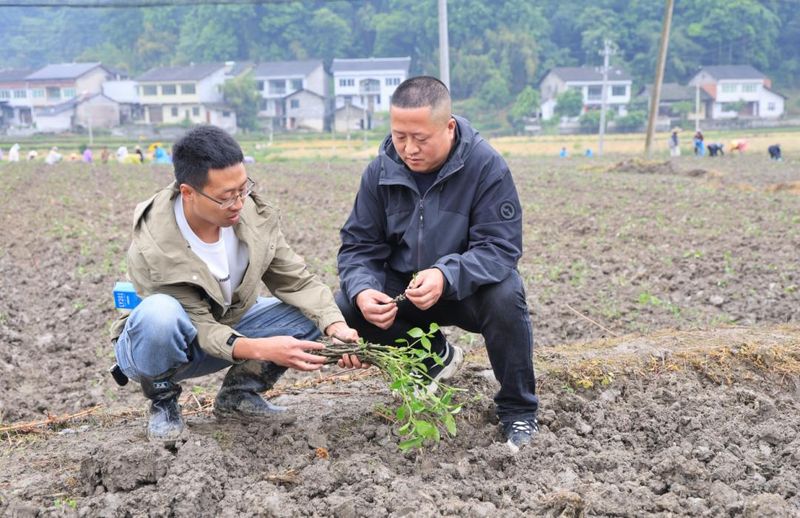 林下板蓝根种植技术