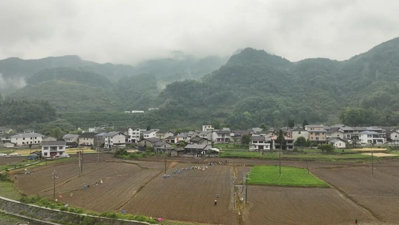 林下板蓝根种植技术