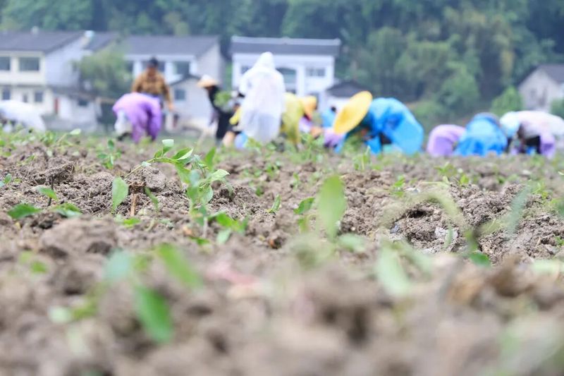 林下板蓝根种植技术