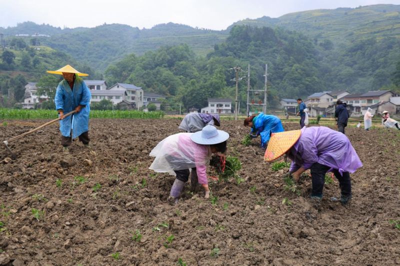 林下板蓝根种植技术