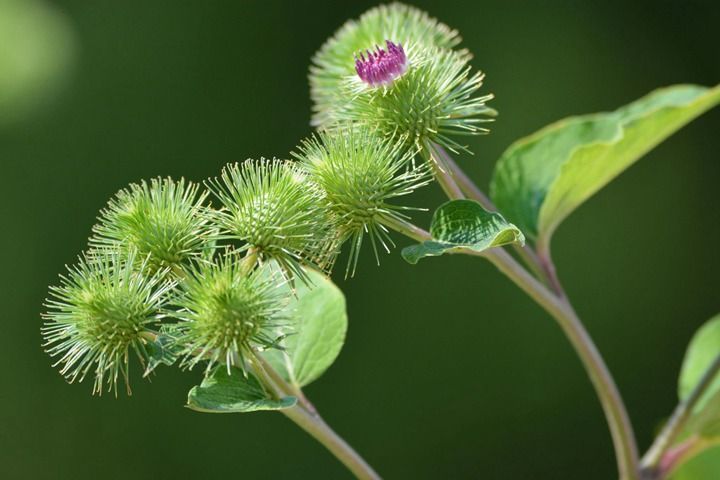 牛子药材的种植技术