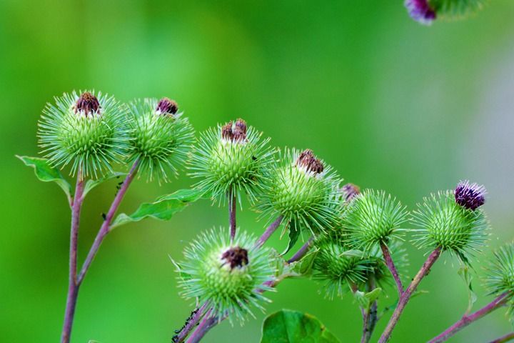 牛子药材的种植技术