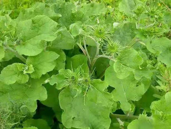 牛子药材的种植技术