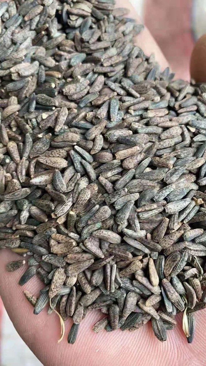 牛子药材的种植技术