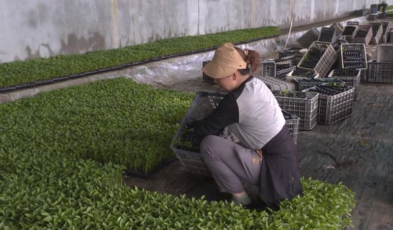 大棚辣椒种植技术