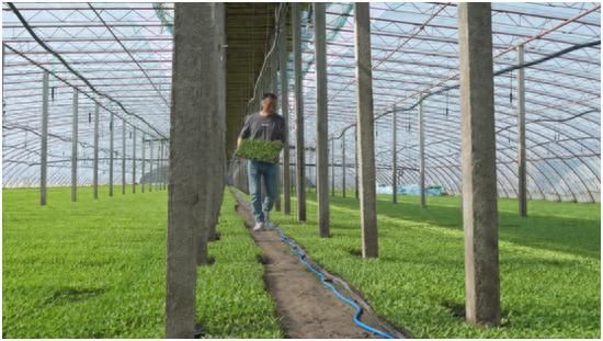 大棚辣椒种植技术