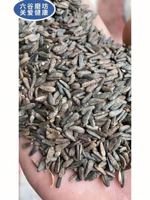 牛子药材的种植技术